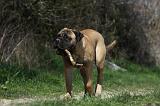 BULLMASTIFF 406